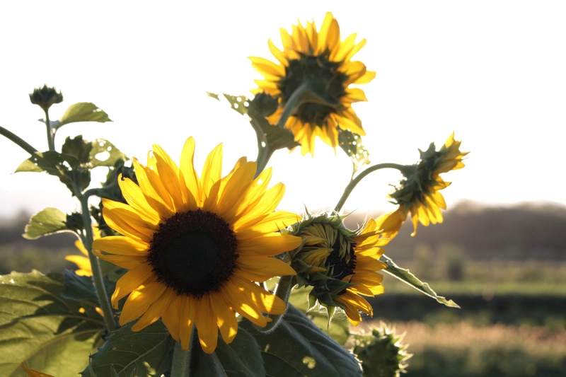 Sunflowers